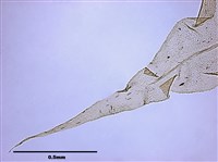 Aerobryopsis parisii (Card.) Broth. Collection Image, Figure 5, Total 8 Figures